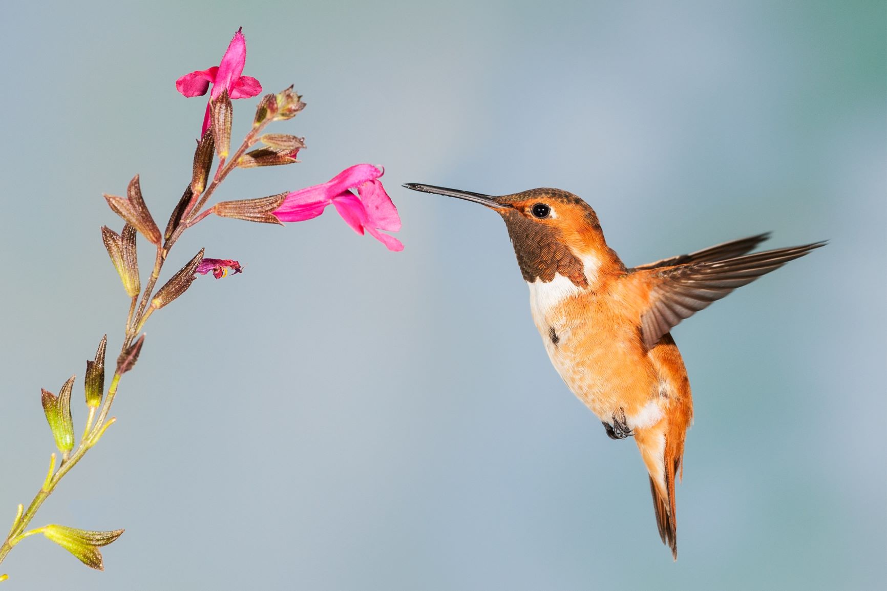 Rufous hummingbird